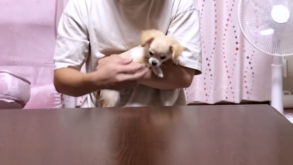 一人暮らしになった母親の元へ連れて行く赤ちゃんワンコ