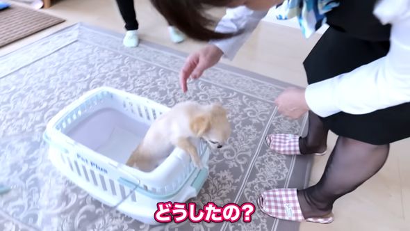 対面した赤ちゃんワンコに驚く母親