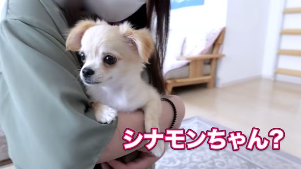 赤ちゃんワンコの名前を遠くから呼ぶ母親