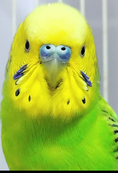 セキセイインコさん顔のアップ