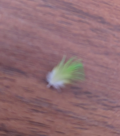 セキセイインコさんの羽根