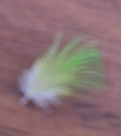 セキセイインコさんの羽根トリミング