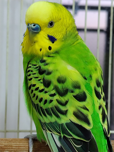 見返りセキセイインコさん