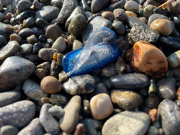 カツオノカンムリの写真