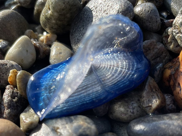 カツオノカンムリトリミング