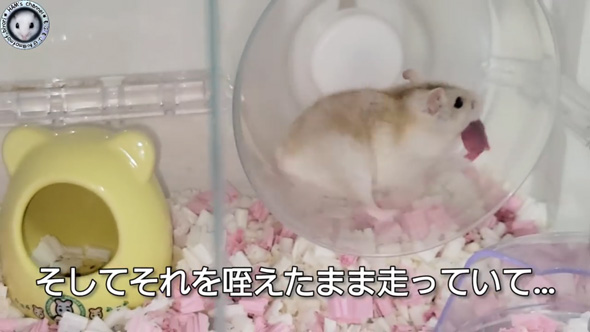 朝起きたら ハムスター とんでもないモノ くわえて走ってた 出産 赤ちゃん