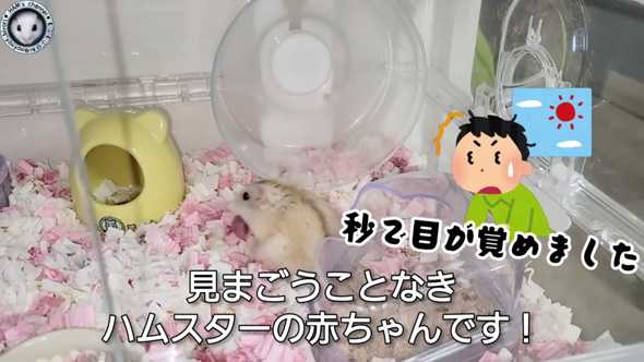 朝起きたら ハムスター とんでもないモノ くわえて走ってた 出産 赤ちゃん