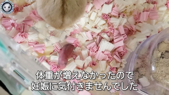 朝起きたら ハムスター とんでもないモノ くわえて走ってた 出産 赤ちゃん