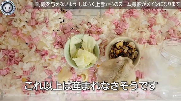 朝起きたら ハムスター とんでもないモノ くわえて走ってた 出産 赤ちゃん