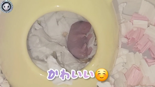 朝起きたら ハムスター とんでもないモノ くわえて走ってた 出産 赤ちゃん