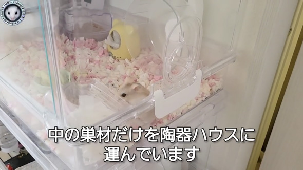 朝起きたら ハムスター とんでもないモノ くわえて走ってた 出産 赤ちゃん