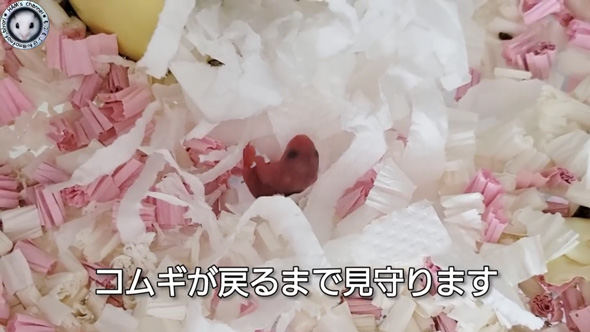 朝起きたら ハムスター とんでもないモノ くわえて走ってた 出産 赤ちゃん