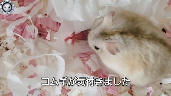 朝起きたら ハムスター とんでもないモノ くわえて走ってた 出産 赤ちゃん