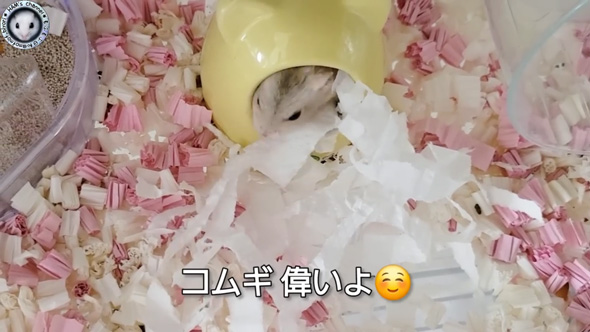 朝起きたら ハムスター とんでもないモノ くわえて走ってた 出産 赤ちゃん