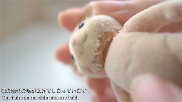 傷んだシルバニアを治療する方法