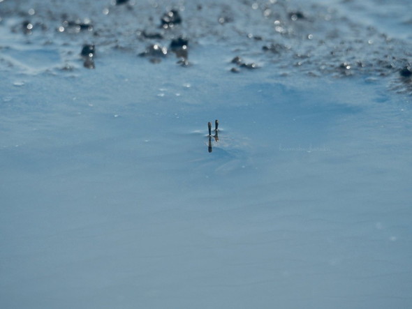 潜水艦みたいなカニの目
