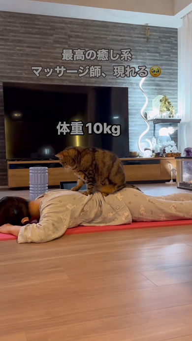 背中に乗る猫