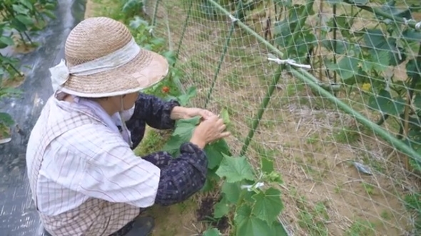 きゅうりのお世話をするおばあちゃん