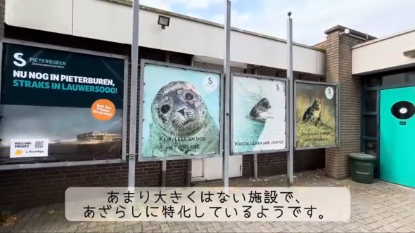 アザラシ幼稚園 現地 オランダ 保護センター 茶柱