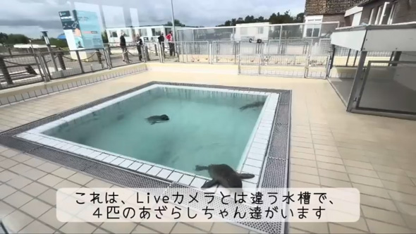 アザラシ幼稚園 現地 オランダ 保護センター 茶柱