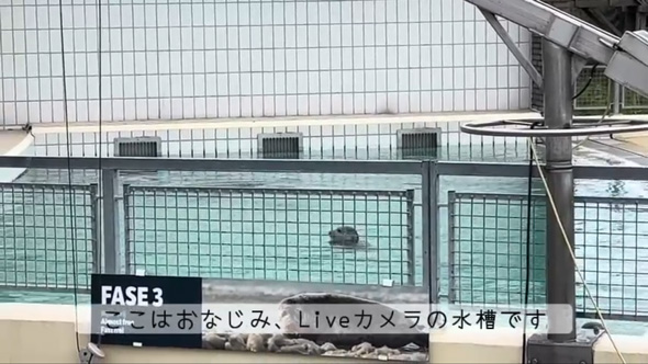 アザラシ幼稚園 現地 オランダ 保護センター 茶柱