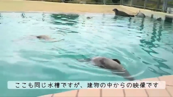 アザラシ幼稚園 現地 オランダ 保護センター 茶柱