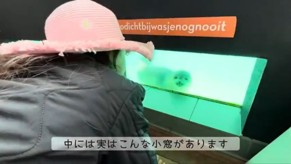アザラシ幼稚園 現地 オランダ 保護センター 茶柱