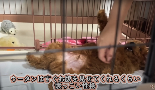 人懐っこい性格のワンコ