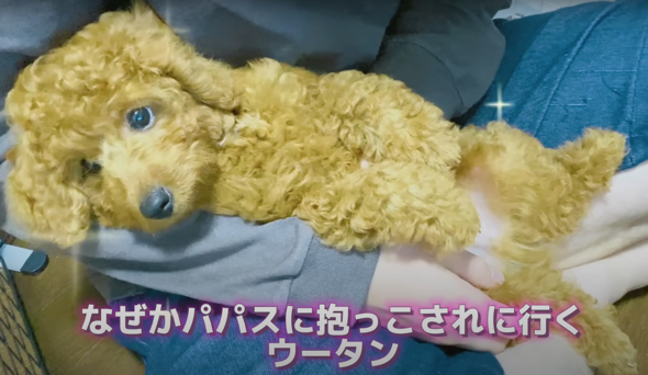 パパさんあえて抱っこされにいくワンコ