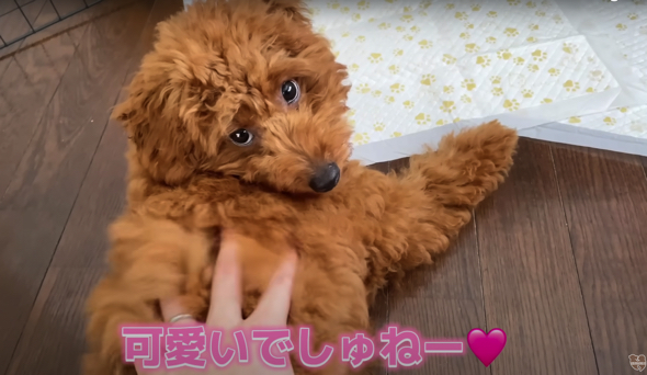 いつの間にかワンコにメロメロのパパさん