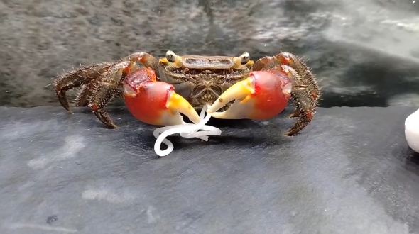 餌が気に入らないカニ