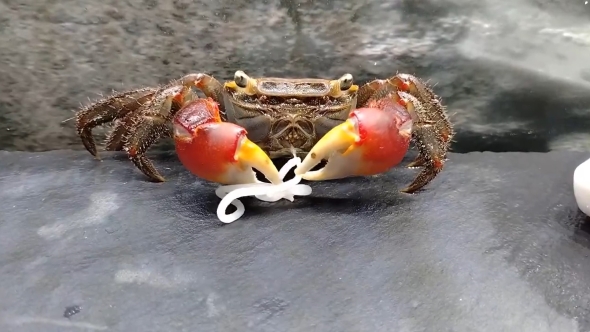 餌が気に入らないカニ