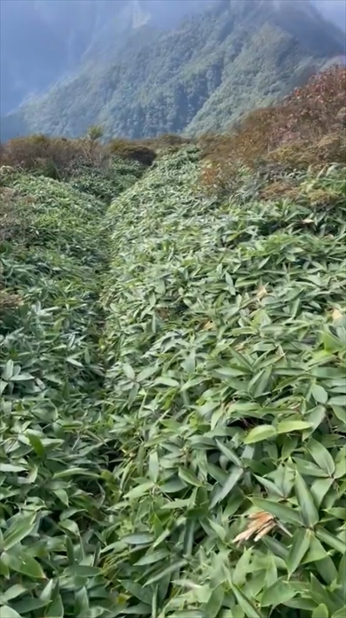 登山家が解説するレベル別の藪漕ぎ
