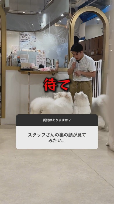 サモエドカフェの裏側の光景