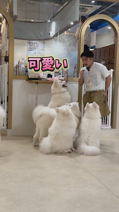 サモエドカフェの裏側の光景