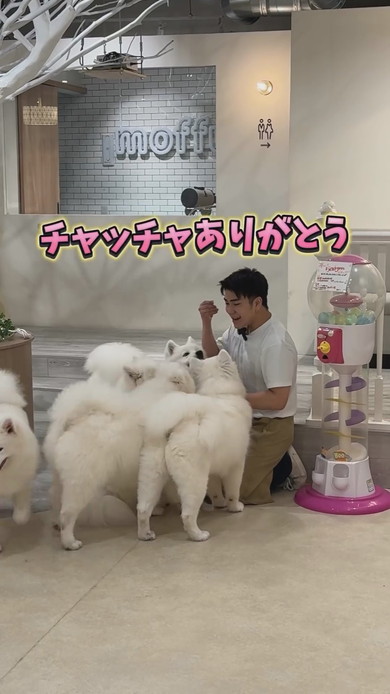 サモエドカフェの裏側の光景