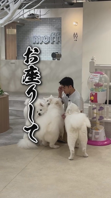 サモエドカフェの裏側の光景