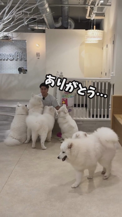 サモエドカフェの裏側の光景