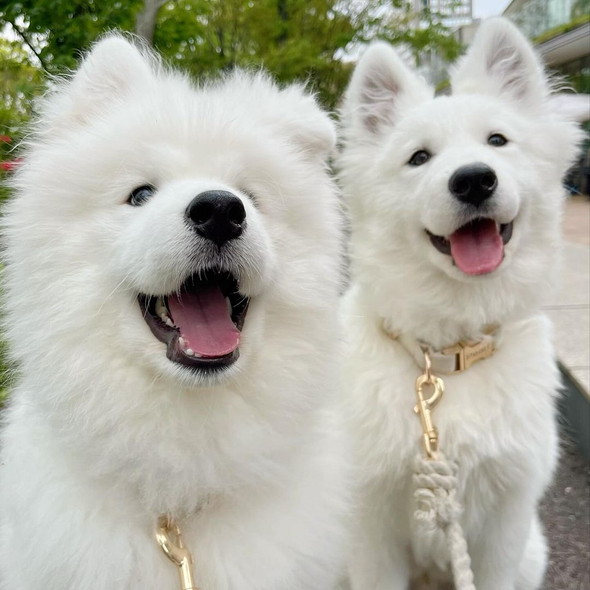 サモエドカフェのワンコたち