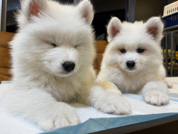 サモエドカフェのワンコたち