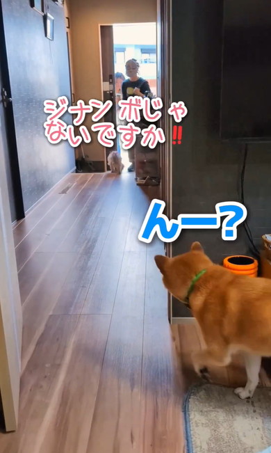 ワンコと猫アテレコ