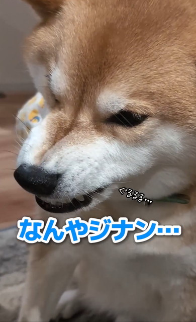 ワンコと猫アテレコ