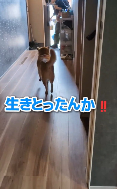 ワンコと猫アテレコ