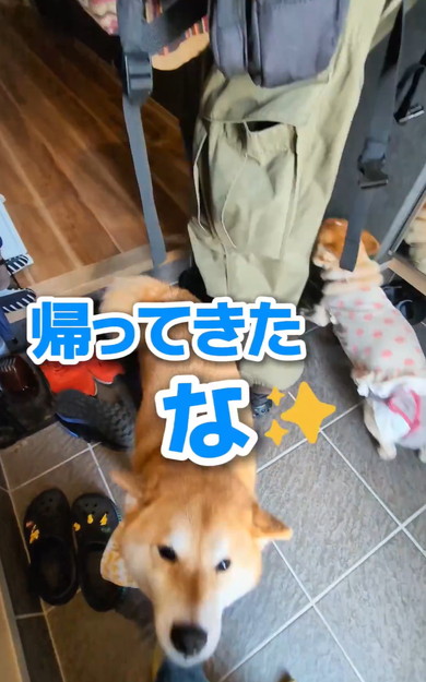 ワンコと猫アテレコ