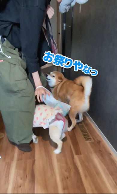 ワンコと猫アテレコ