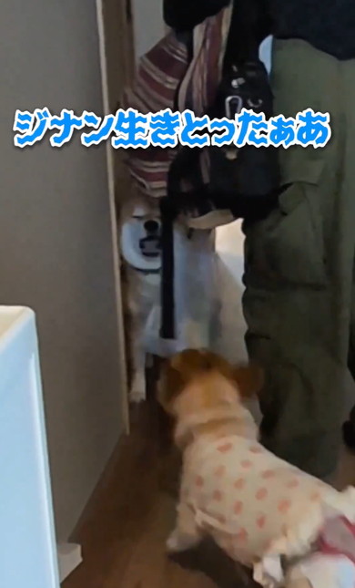 ワンコと猫アテレコ