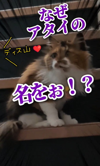 ワンコと猫アテレコ