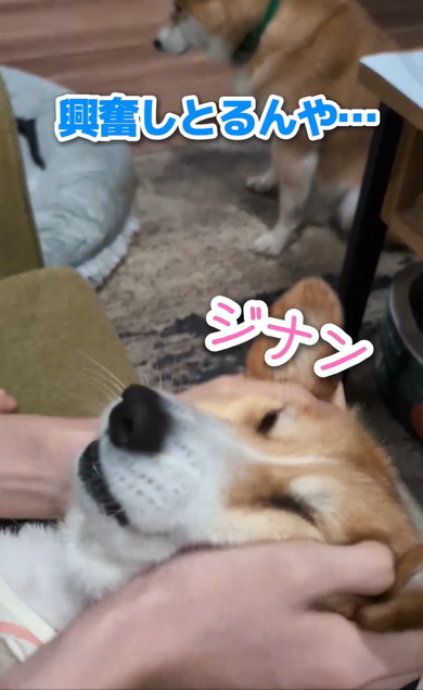 ワンコと猫アテレコ