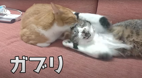 頭をかまれた猫