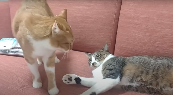 頭をかまれた猫